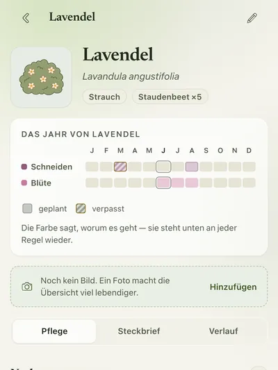 Pflanzenseite Lavendel mit Pflegejahr und Pflegeplan